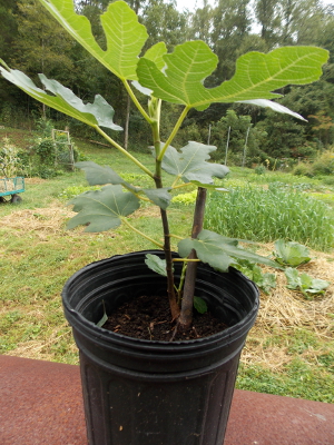 Rooted fig cutting