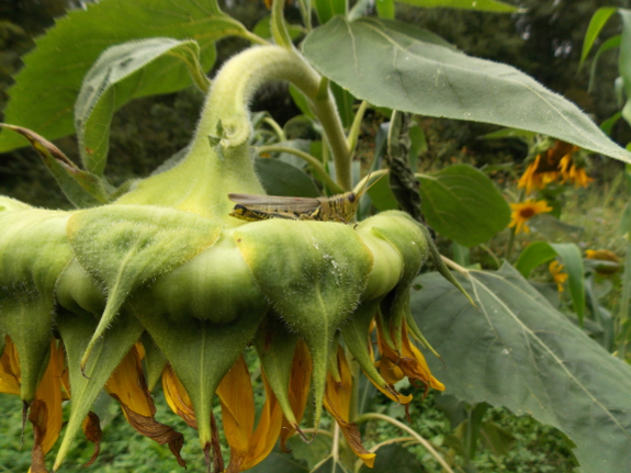 Grasshopper on sunflower