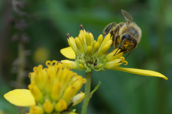 Honeybee in wingstem