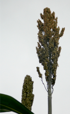 Sorghum flowers