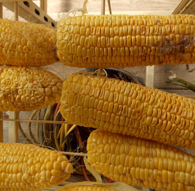 Drying sweet corn