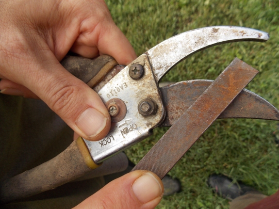 how to sharpen dull pruning shears