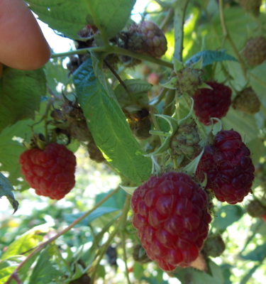 Red raspberries