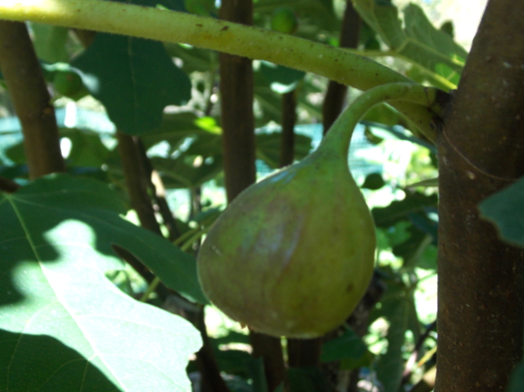 Ripening fig