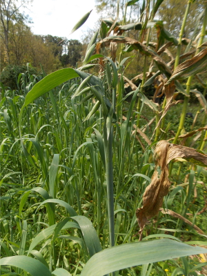 Blooming oats