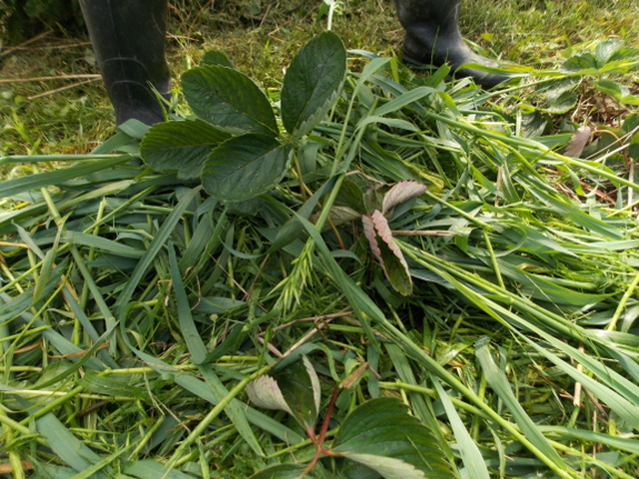 Mulching with fresh oats