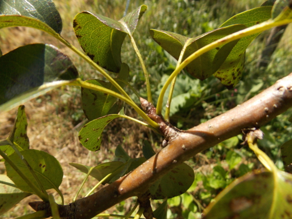 Pear fruiting spur