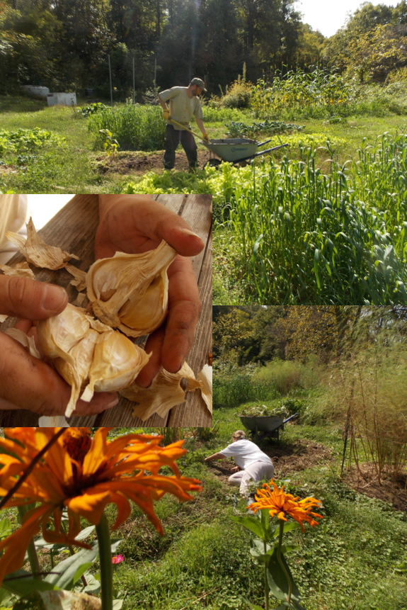 Planting garlic