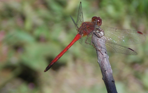 Red dragonfly