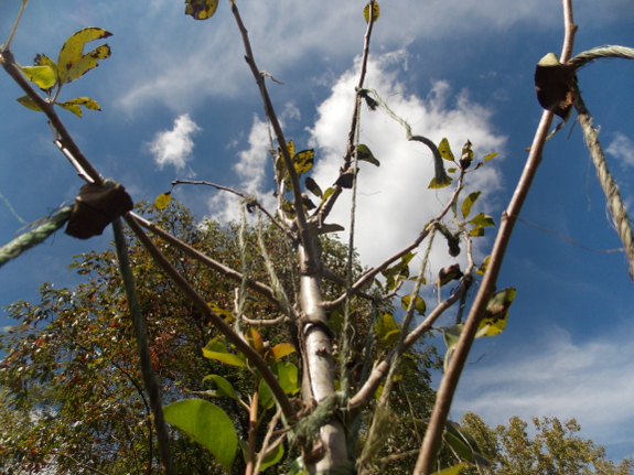 Training branches on a pear tree