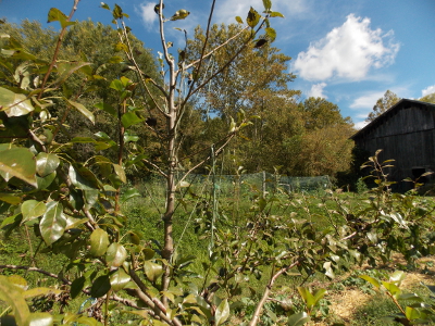 Young pear tree