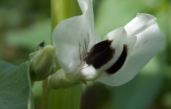 Fava bean flower