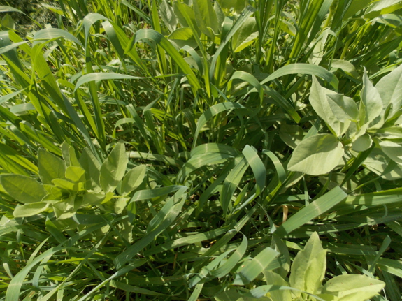 Fava beans in oats