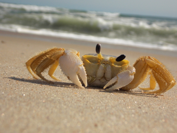 Crab on the beach