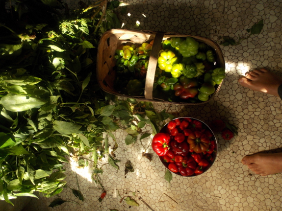 Sorting peppers