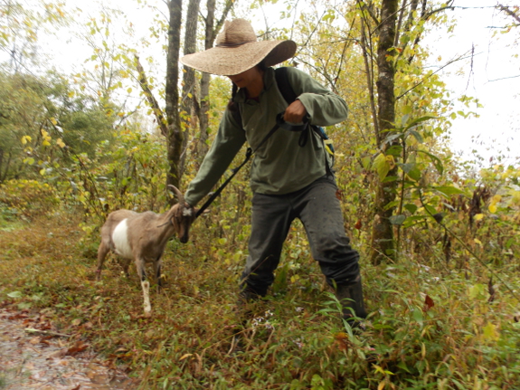 Dragging a goat