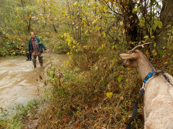 Goat creek crossing