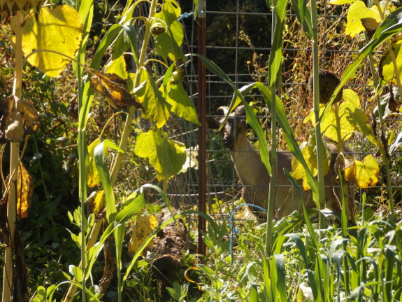 Goat and sunflowers