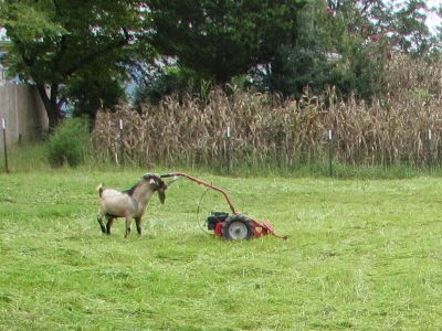 Mowing goat