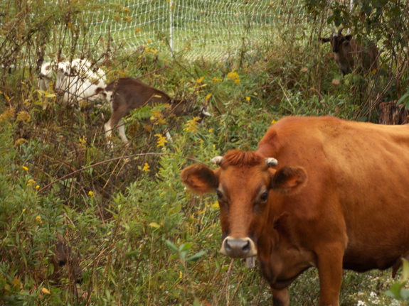 Temporary pasture