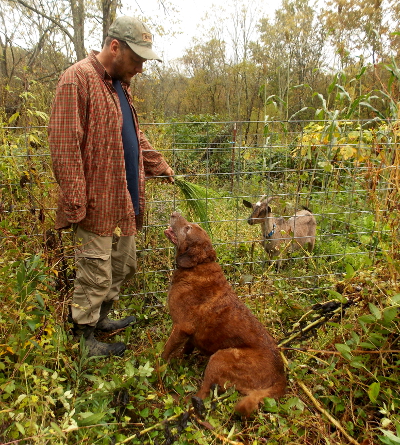 Training a dog to like goats