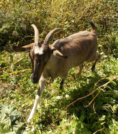 Trotting goat