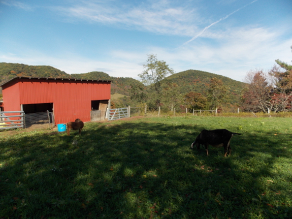 Pastured nubians