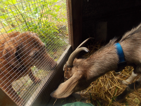 Lucy sniffs Abigail