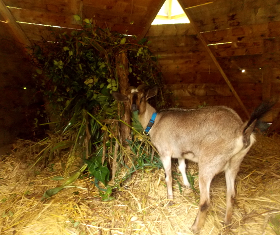 Wild fodder for goats