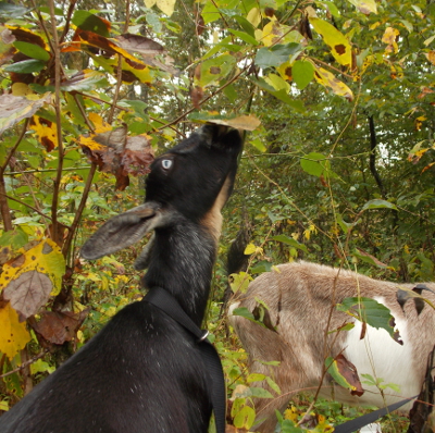 Goat reaching for leaves