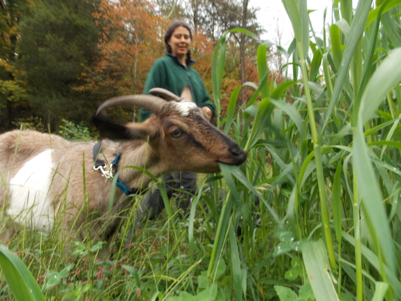 Goat eating oat leaves