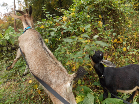 Goats on fence