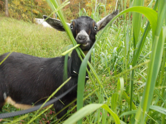 Miniature goat