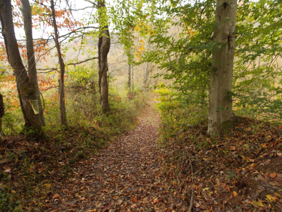 Wet autumn woods