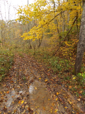 Yellow hickory leaves