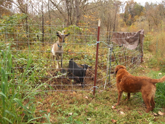 Goat tractor