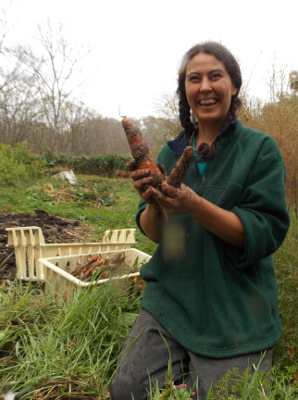 Harvesting carrots in the rain