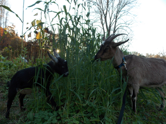 Goats eating oats