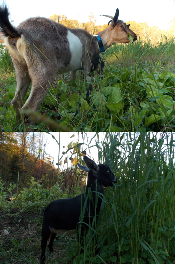 More cute goats