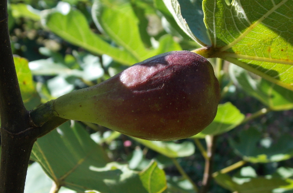 Celeste fig