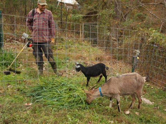 Cutting oats for goats