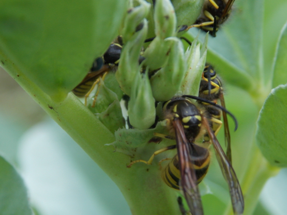 Yellow jackets on fava beans