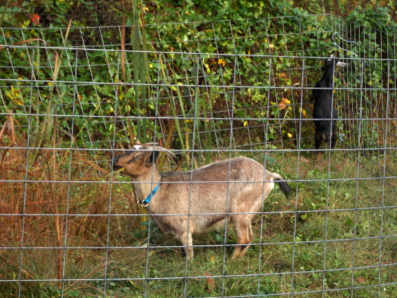 Goat eating cattails