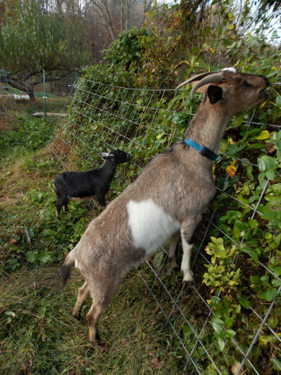 Goats cleaning up a fenceline