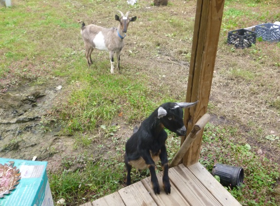 goats on the porch