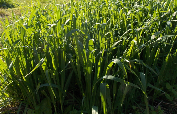 Cover crops