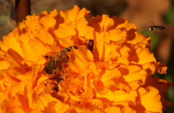 Bees on marigold