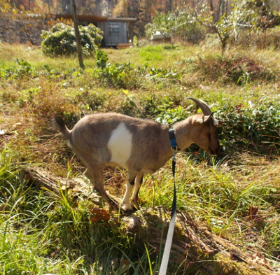 Goat on a log