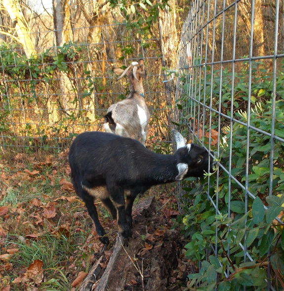 Goats eating honeysuckle