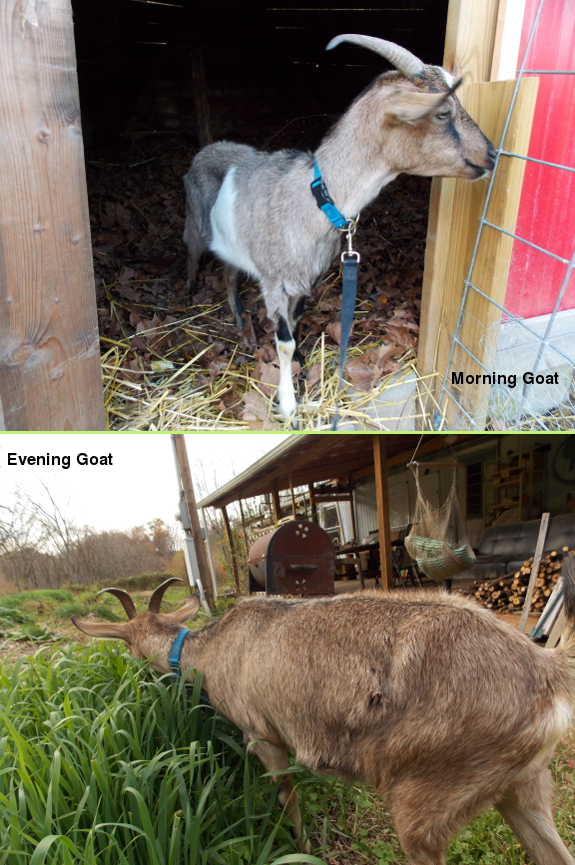 Morning goat, evening goat